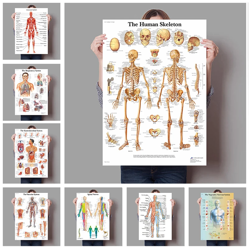 Badminton Poster - İnsan Organları Beyin Karaciğer Kalp Anatomisi