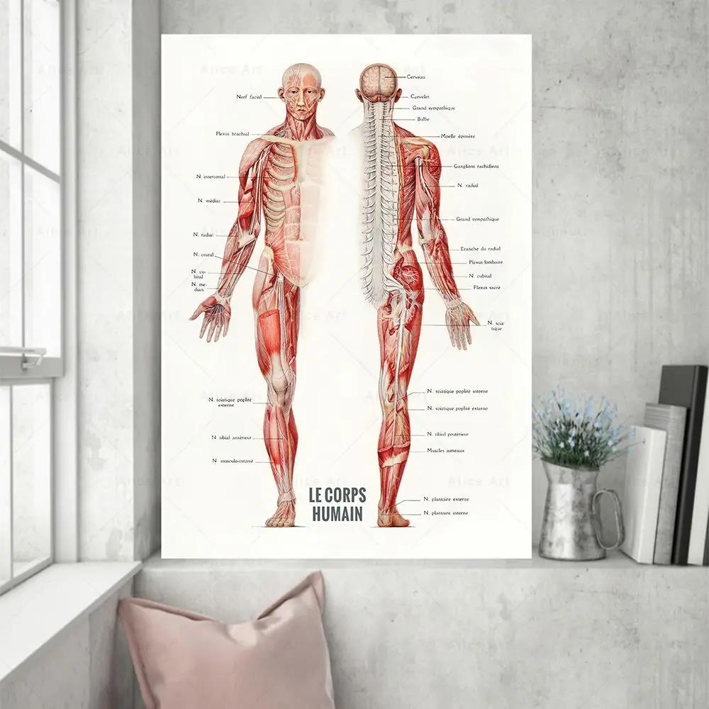 Badminton Poster - İnsan Kası Vücut Geliştirme Anatomisi Kanvas