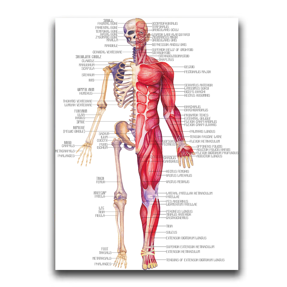 Modern Retro İnsan Anatomisi P - Badminton Poster incelemesi ve fiyatı