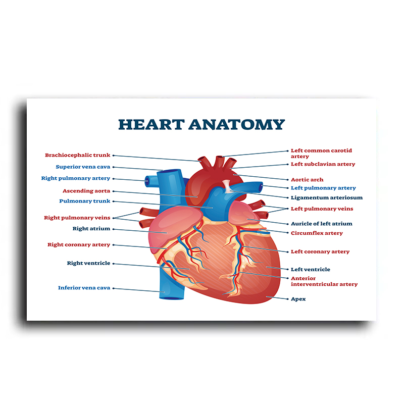 Modern Retro İnsan Anatomisi P - Badminton Poster incelemesi ve fiyatı